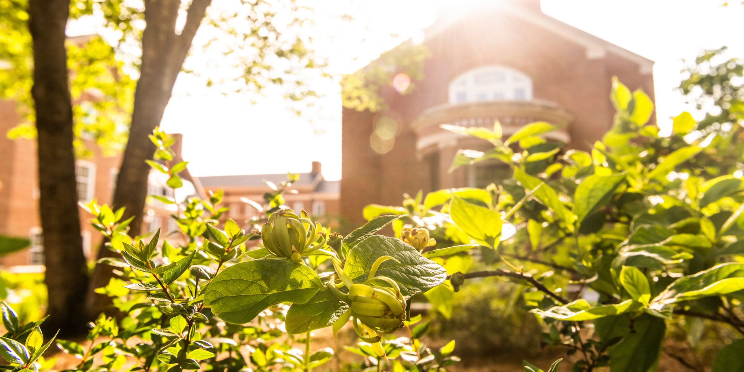sun illuminating foliage with building in background