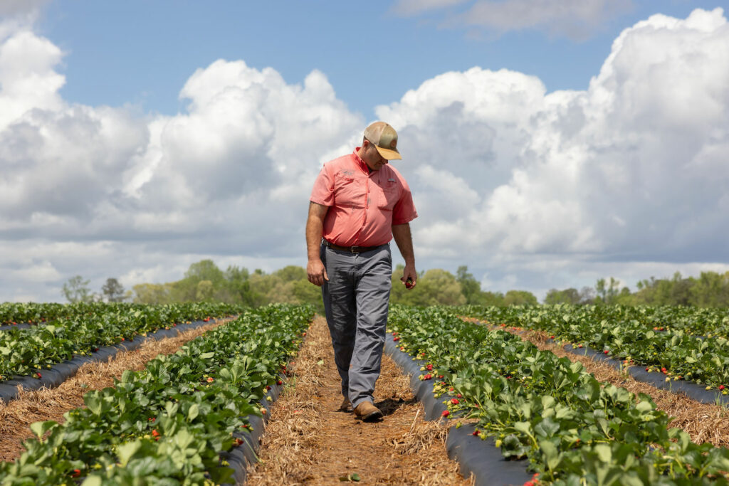 man walks through strawberry field